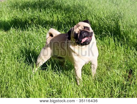 Mopsz kutya