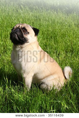 Mopsz kutya