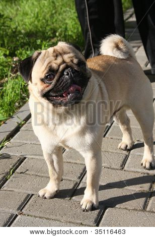 Mopsz kutya