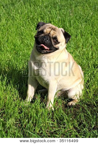 Mopsz kutya