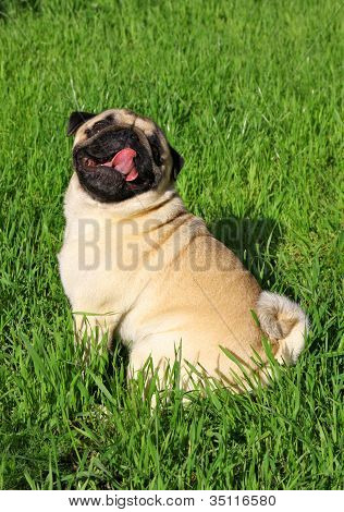 Mopsz kutya