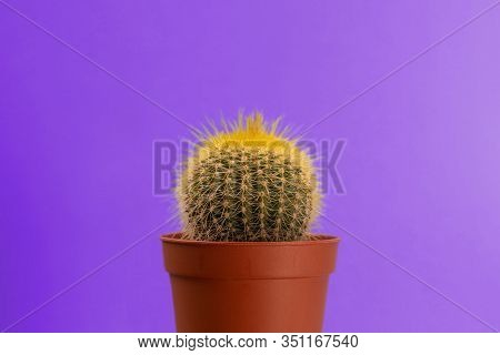 Cactus On Violet Pink Background. Minimal Creative Design. Trendy Color Concept.