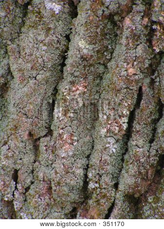Groene Ash boomschors met korstmossen