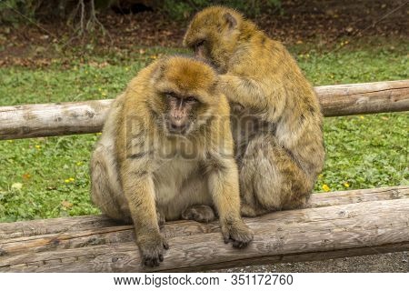 Barbary Macaque In Very Nice Colors And Beautiful Eyes, Baby Macaque