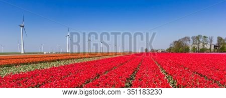 Panorama Of Red Tulip Fields And Wind Turbines In Noordoostpolder, Holland