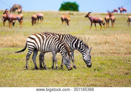 Tsessebe antelopes and zebras graze together nearby. Magnificent trip to the African savannah. African Safari in Kenya. Ecological, active and phototourism concept