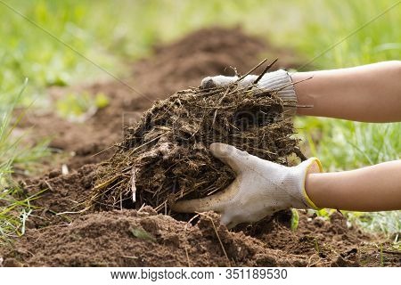 The Hands Of The Farmer Fertilize The Bed With Manure