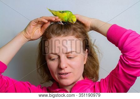 Funny Budgie. A Cute Yellow Budgie Parrot Is Sitting On The Girl Head. Tamed Pet