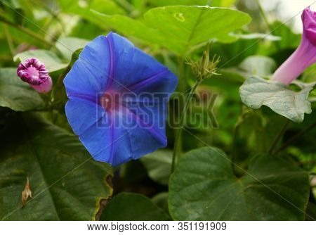 Morning Glory Ipomea Flower In Full Bloom