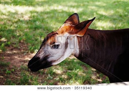 Okapi è una famiglia di giraffa