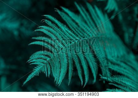 Beautiful Blue Fern Leaf In Nature. Rainforest