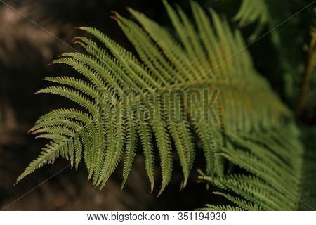 Beautiful Green Fern Leaf In Nature. Rainforest