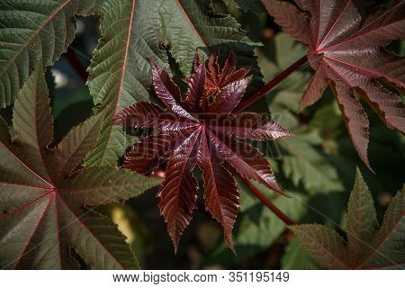 Ricinus Communis In The Garden Behind The House