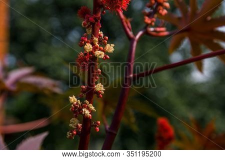 Ricinus Communis In The Garden Behind The House