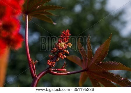 Ricinus Communis In The Garden Behind The House