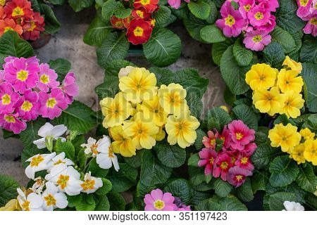Yellow Pink Blossom Primula Primrose Primrose Backdrop Design, Natural Fresh Blooming Flower Primula