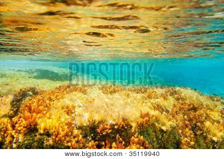 Ibiza Formentera onderwater anemone zeegezicht in gouden en turkoois