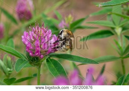 Honey Bee Is Gathering Pollen From A Clover Flower On A Spring Meadow.