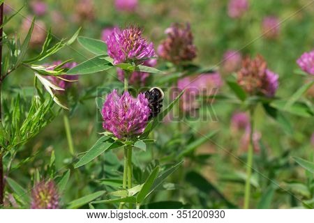 Bumblebee Is Gathering Nectar From A Clover Flower On A Spring Meadow.