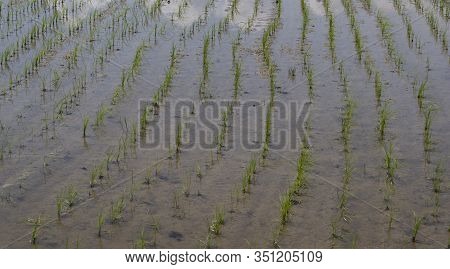 Rice Field And Rice Plants In Fuman In Iran On A Summers Day.