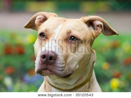 Amerikansk Pit Bull Terrier Close-up