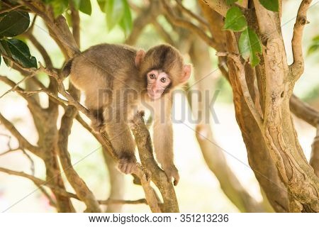 Photograph Of A Small Bun On A Branch Looking Interested