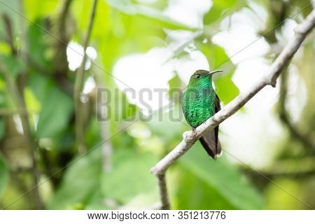 Close-up Of A Green Hummingbird Perched On A Branch Watching