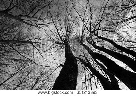 Black And White Photography Of Treetops And Tree Trunks