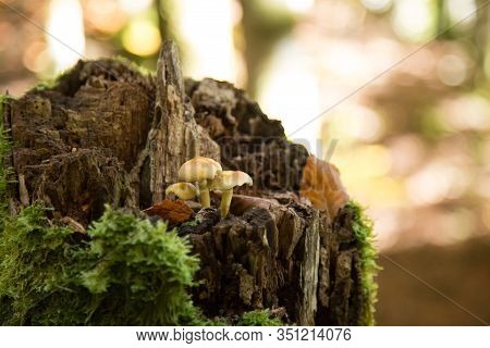 Photograph Of Some Mushrooms Growing On A Cut Tree Surrounded By Moss