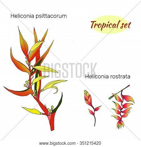 Set Of Tropical Flowers On A Light Background. Heliconia Psittacorum. Delicate Pink Flowers And Gree