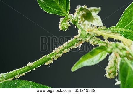Insect Pests, Aphid, On The Shoots And Fruits Of Plants, Spider Mite On Flowers. Pepper Attacked By 