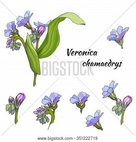 Vector Set Of Gentle Flowers On A White Background. The Medicinal Plant Of Ver