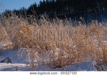 The Grass-like Plants Of Wetlands And Growing In The Estuary Of The River. Tall Dry Grass On The Ban