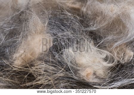 Macro Multi-colored Wool Lies On The Table. Dog Hair After Grooming.