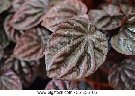 Emerald-ripple Pepper Schumi Red Sienna Sunset - Latin Name - Peperomia Caperate Schumi Red Sienna S
