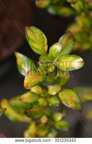 Looking-glass Plant Lemon And Lime Leaves - Latin Name - Coprosma Lemon And Lime