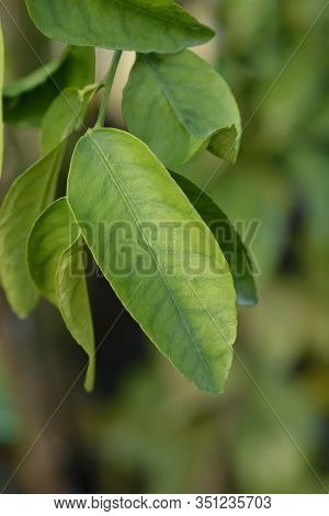 Key Lime Leaves - Latin Name - Citrus Aurantiifolia