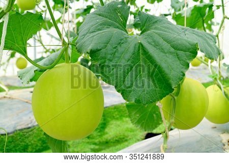 Honeydew Melons Growing On The Trees In Greenhouse