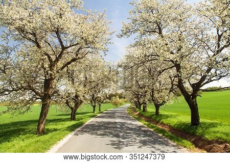 Road And Alley Of Flowering Cherry Trees In Latin Prunus Cerasus With Beautiful Sky. White Colored F