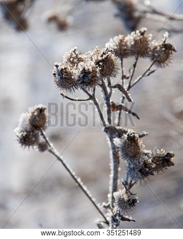 Natural Background With Frozen Dry Thistle Covered With Shiny Transparent Frosty Crystals In A Rural