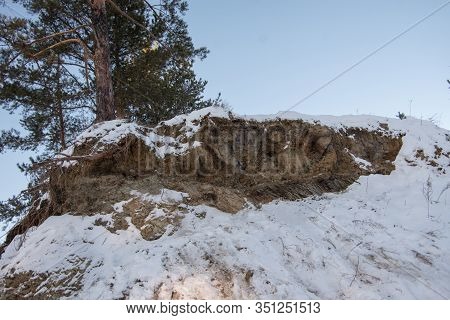 Pine Trees With Sloping Roots Growing On A Slope Are Prone To Soil Erosion. Ecological Problems. Wit