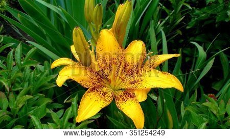 Yellow With Red-vinous Speckles Flower Of An Asian Hybrid Of Lilies Of The Cultivar Golden Stone Ser
