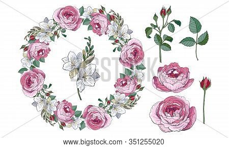 Stock Vector Floral Set Of Pink Roses And White Freesias, Beautiful Wreath. Isolated And Hand Drawn 