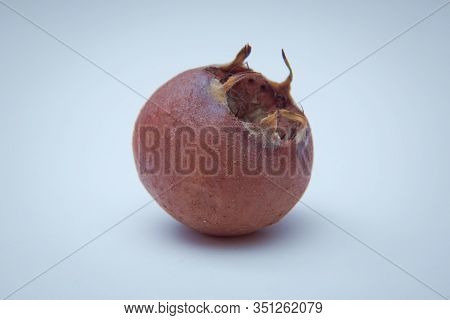 Medlar Fruit Mespilus Germanica . Watercolor Hand Drawn Ripened Fruit Medlar Mespilus Germanica, Kno