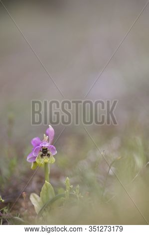 Ophrys Tenthredinifera