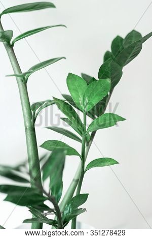 Green Plant Flower In A White Pot On A White Background.