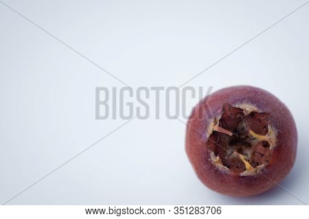 Medlar Fruit Mespilus Germanica . Watercolor Hand Drawn Ripened Fruit Medlar Mespilus Germanica, Kno