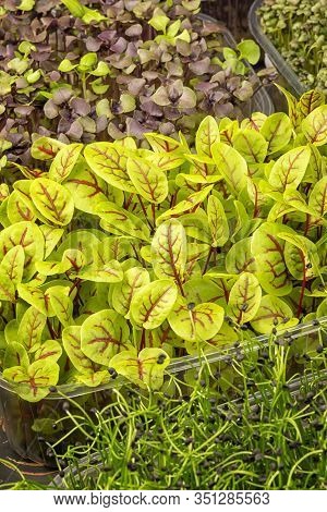 Microgreen Sorrel Closeup. Growing Wholesome Food At Home. Super Food.