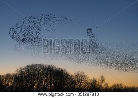 Beautiful Large Flock Of Starlings. A Flock Of Starlings Birds Fly In The Netherlands. During Januar
