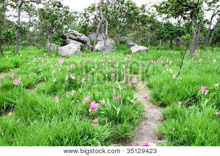Siam Tulip o campo Patumma e piccola strada a piedi